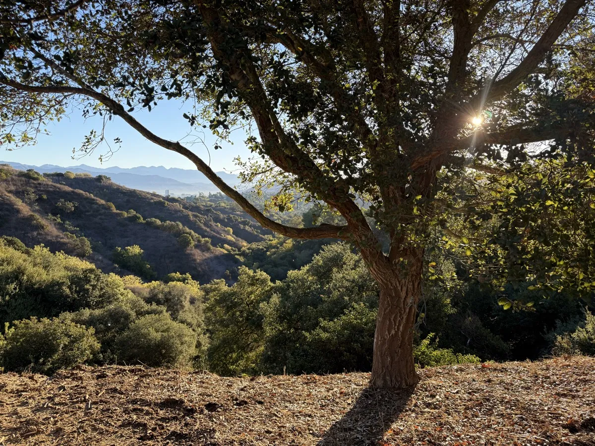 View of the Laurel Canyon hills