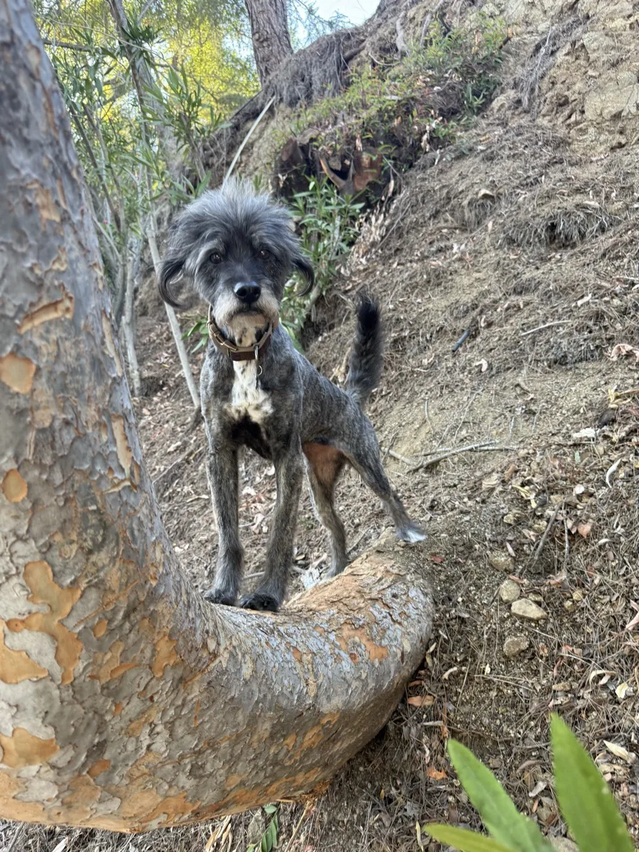 Dog on a hike in the canyon